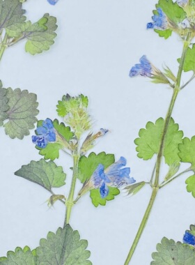 活血干花聪明谷手工教室