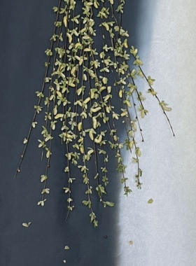 聪明谷手工教室ins风压花资材