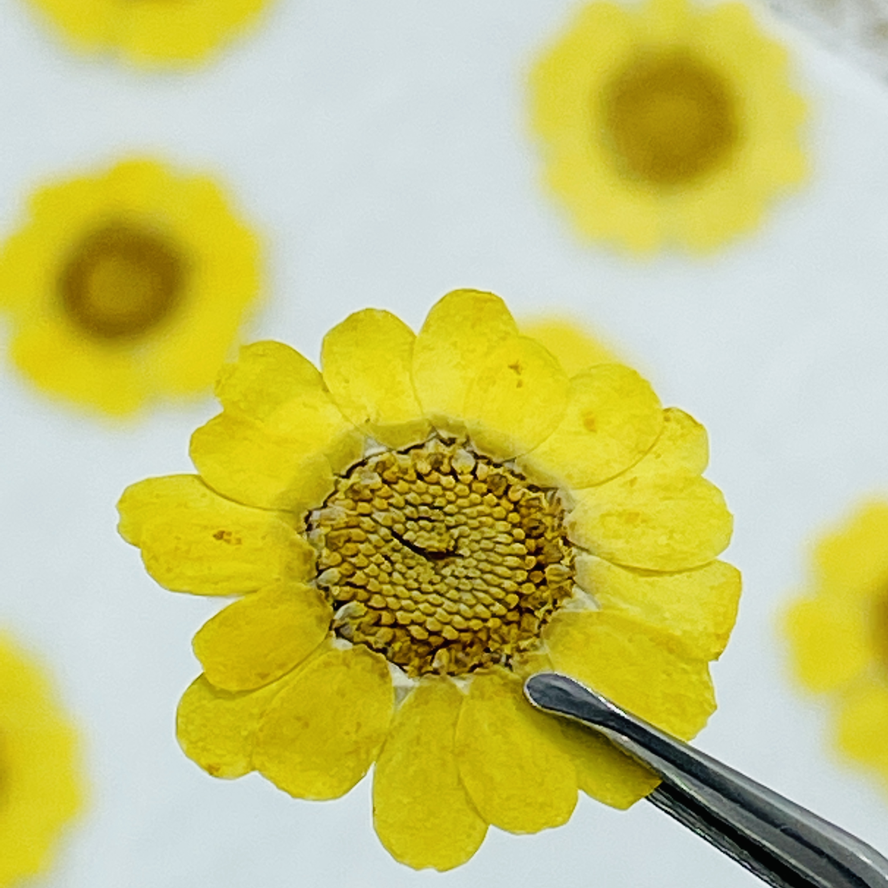 多色晶菊押花台灯资材干花花材植物标本菊花压花扇子材料蜡烛书签 - 图3