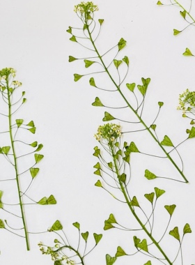 聪明谷手工教室干花荠菜花