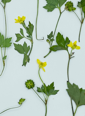 花未落森系INS风干花压花