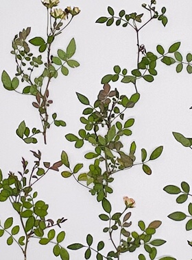 花未落INS风森系干花压花