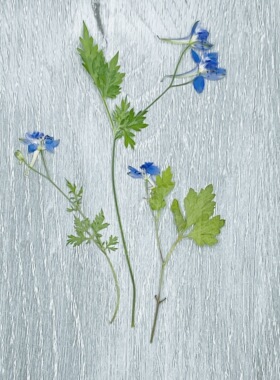 花未落INS风森系干花压花