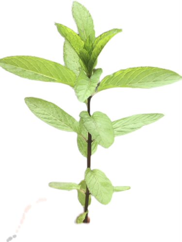 清凉野生土薄荷种苗盆栽可食用植物阳台室内新鲜迷迭香驱蚊草清新 - 图2