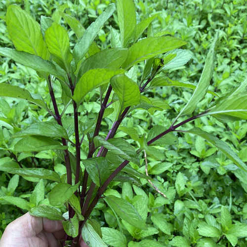 清凉野生土薄荷种苗盆栽可食用植物阳台室内新鲜迷迭香驱蚊草清新 - 图1