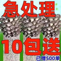 (Buy a 3) Family Mushroom Fungus Bag Edible Mushroom Indoor Mushroom Cultivation Fungus Stick Seed Strain Fungus Mushroom