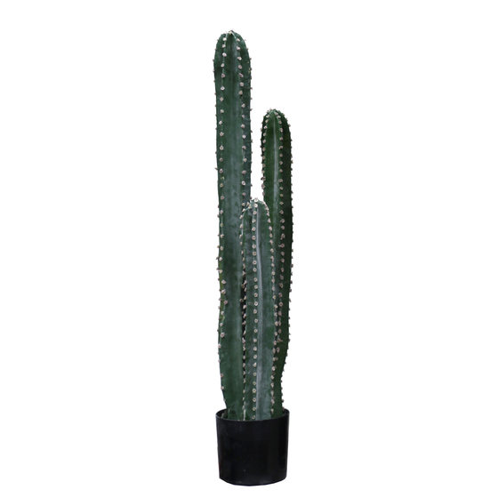 Terrific cactus succulent plant desert green plant