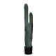Terrific cactus succulent plant desert green plant