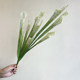 Terihui simulated single Sarracenia