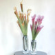 Terihui simulated single Sarracenia