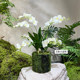 Terihui simulated dendrobium orchid potted plant