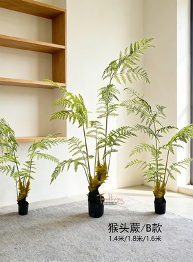 包邮特丽卉植物森系蕨绿庭院景观