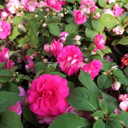 水梅花 重瓣凤仙花 开花 喜阳 阳台  产地发货 包邮 好养 - 图1