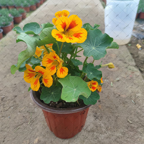 旱金莲 旱荷花 盆栽 春秋冬开花  阳台植物 多年生 容易养 庭院 - 图0