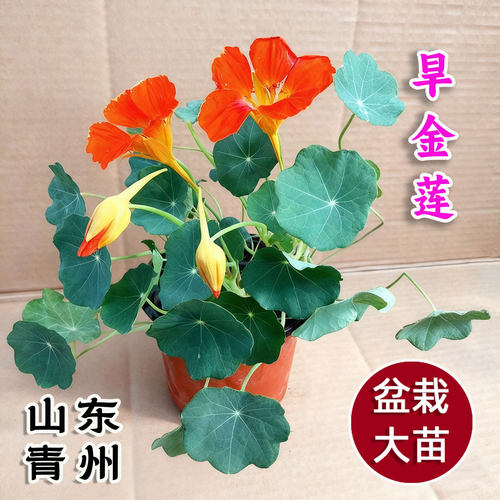 旱金莲 旱荷花 盆栽 春秋冬开花  阳台植物 多年生 容易养 庭院 - 图1