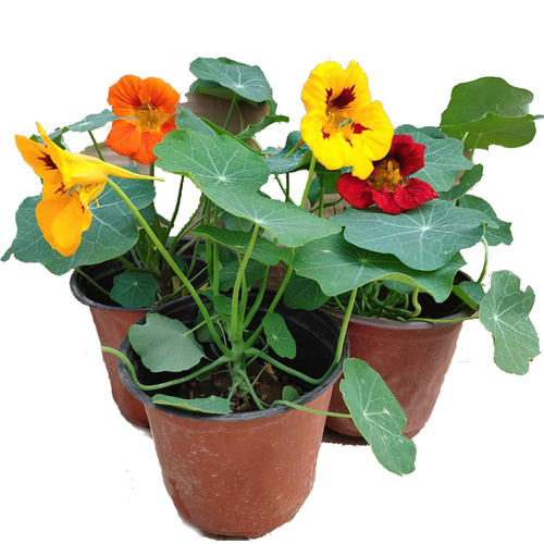 旱金莲 旱荷花 盆栽 春秋冬开花  阳台植物 多年生 容易养 庭院 - 图3