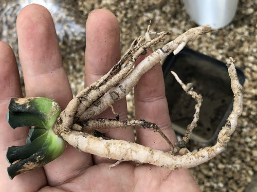 艾格园蜗牛多肉植物12卷瓦苇块根景天兰花专用颗粒土和缓释肥 - 图3