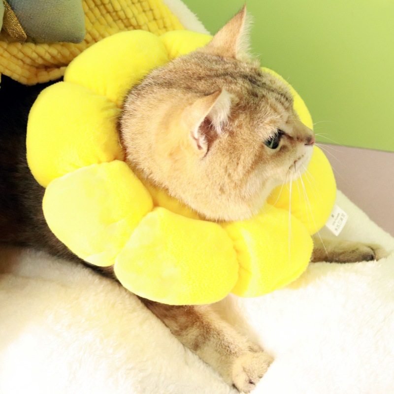 伊丽莎白项圈防抓挠防咬猫咪绝育猫项圈宠物用品可调节伊丽莎白圈,淘宝优惠券,粉丝福利购,淘宝优惠卷