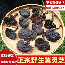 Deep Mountain Wild Purple Lingzhi Whole Branch Rinzhi 250g Not bitter Black Sesame Tablet Cooking Water Bubble Wine non-glossy Spore Powder