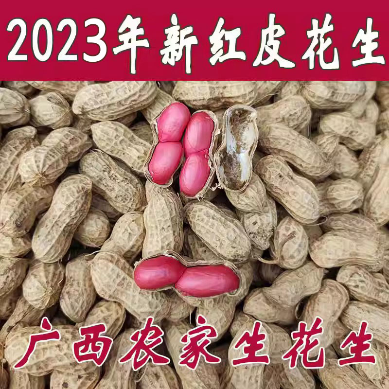 2023年新鲜生花生5斤花生带壳红皮花生米现挖广西农家自种精选-图1