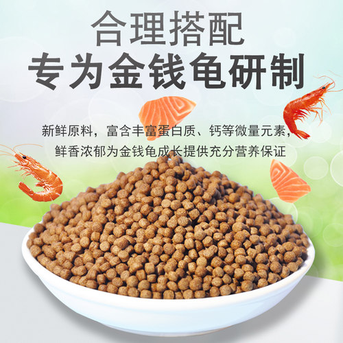 纯正石金钱龟招财宠物龟小乌龟活物小青龟苗黄金龟苗纯正海南三线 - 图0