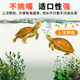 ອາຫານເຕົ່າ Snapping Turtle Feed Stone Turtle