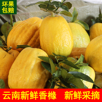 (Fragrant citron) Yunnans fresh scent of citron is now plusly removed from the farmhouses self-scenty citron and savor for the citron.