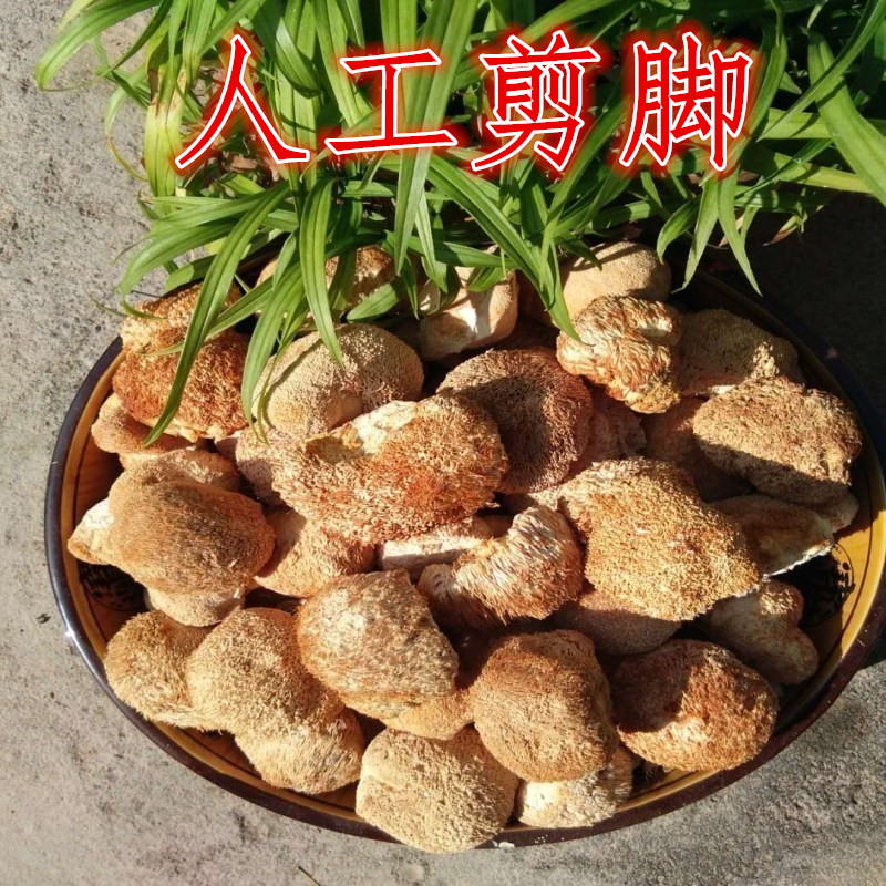 小猴头菇干货福建古田特产深山种植猴头菌菇菌自然无硫熏500g包邮 - 图0