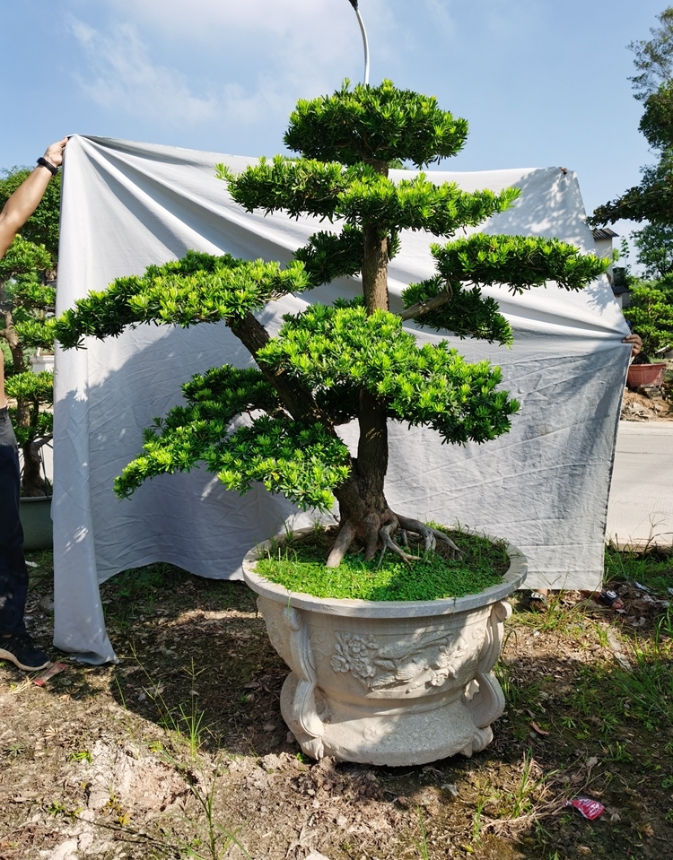 大型罗汉松盆景室内客厅盆栽庭院罗汉松树桩绿植台湾金钻迎客松 - 图1