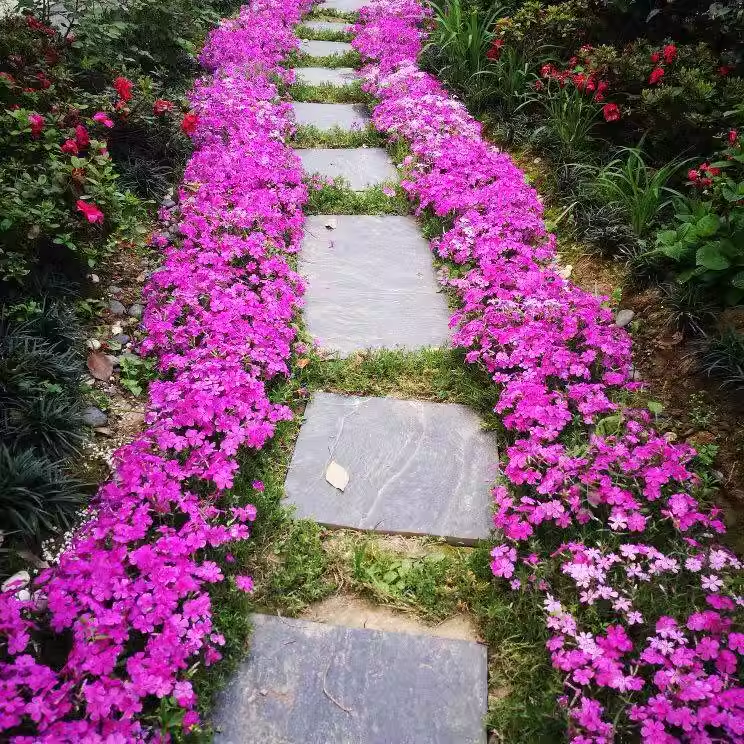 芝樱花苗小苗盆栽丛生福禄考多年生阳台庭院草坪花卉宿根四季常绿-图1