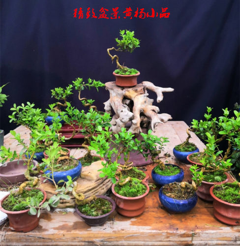 黄杨盆景树桩 小叶瓜子黄杨盆栽 悬崖造型小绿植瓜子黄杨实物拍 - 图3