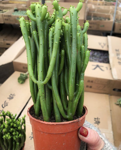 多肉植物光棍树盆栽绿珊瑚树彭瑚树多肉植物易养绿植 - 图2