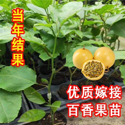 纯甜钦蜜9号黄金百香果嫁接苗四季爬藤百香果树当年结果盆栽地栽 - 图1