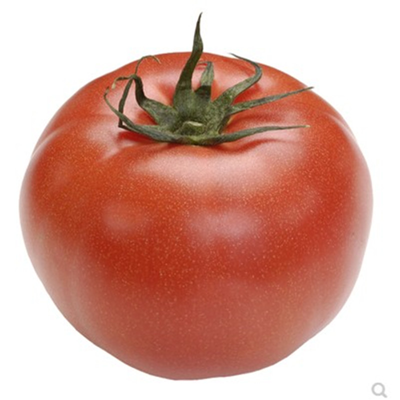 金棚一号粉果番茄种子金棚三号大红番茄种子老品种孑种籽西红柿种