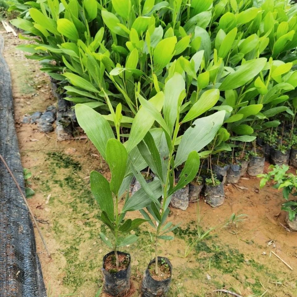 大叶相思树 马占相思造林树苗 易生长耐旱 绿化生态种植带土发货 - 图0