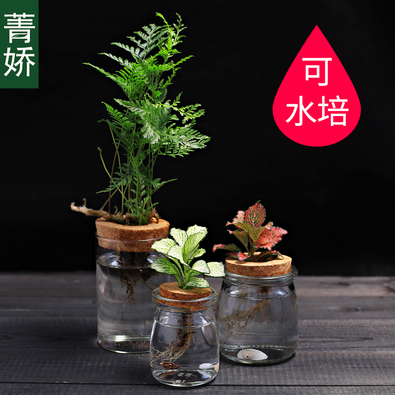 苔藓微景观生态瓶 DIY材料鲜活绿植网纹草办公室内小盆栽迷你植物 - 图0