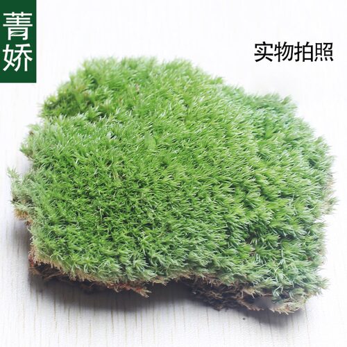 菁娇 新鲜白发苔藓 创意微景观生态瓶 DIY小白发藓植物材料 - 图1