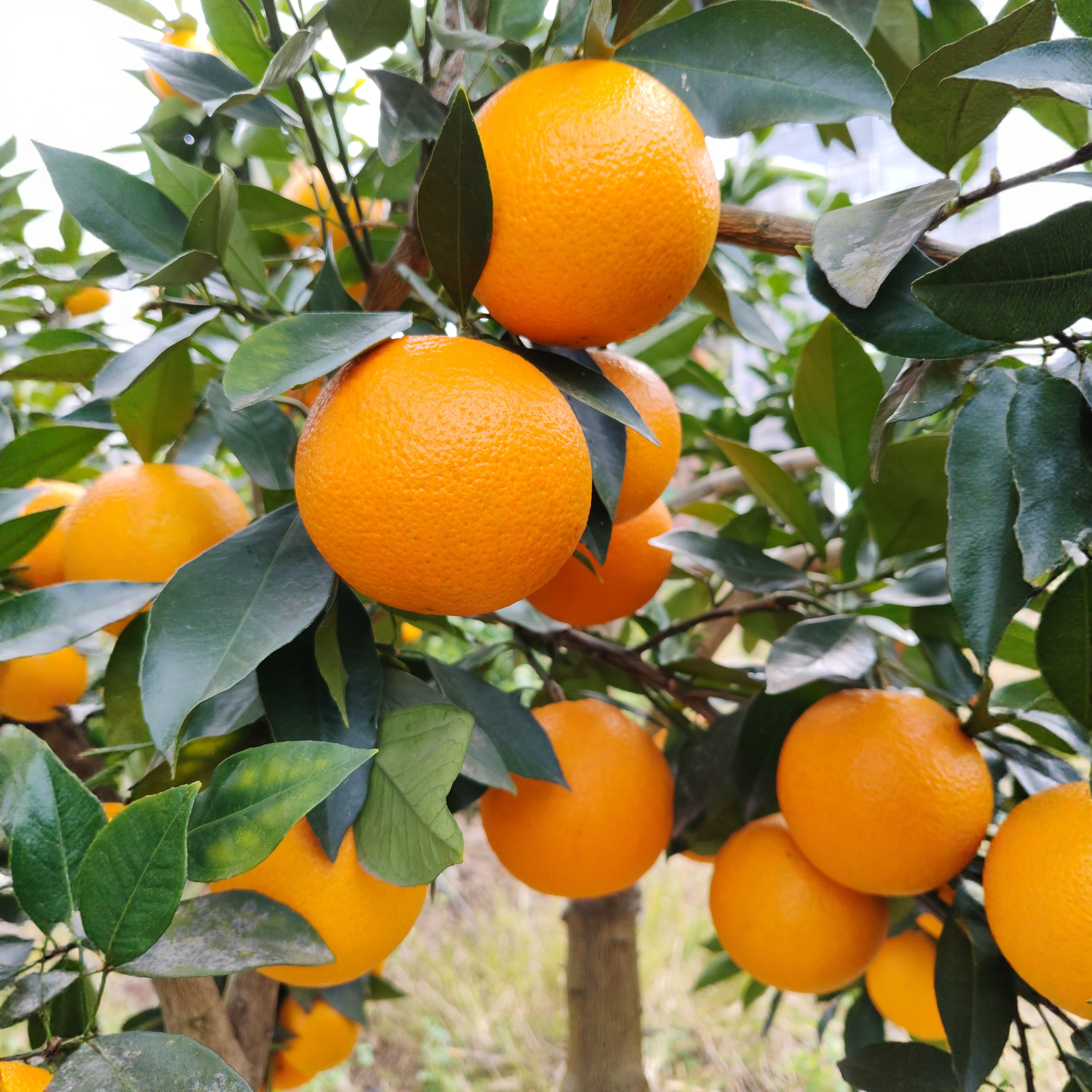 正宗湖南怀化麻阳冰糖橙现摘现发当季新鲜水果橙子整箱9斤装包邮,淘宝优惠券,粉丝福利购,淘宝优惠卷