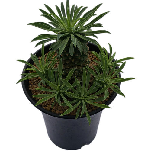 进口多肉植物 铁甲麒麟白桦麒麟峨眉山一物一拍块根包邮顺丰 - 图3