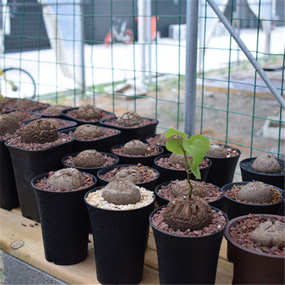 南非龟甲龙一物一拍盆栽爬藤块根多肉植物带盆栽好包邮发货顺丰 - 图2