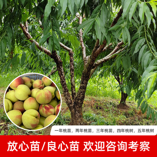 正宗广东连平鹰嘴桃苗红花嫁接鹰嘴蜜桃苗包成活桃树苗南北方可种 - 图3