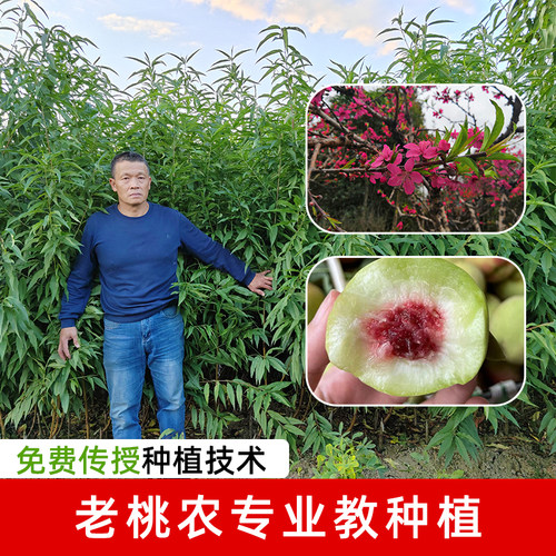 正宗广东连平鹰嘴桃苗红花嫁接鹰嘴蜜桃苗包成活桃树苗南北方可种 - 图1