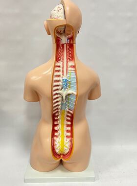 85CM模型人体解剖40件内脏背部听诊器教学身体骨头经络保健可拆卸
