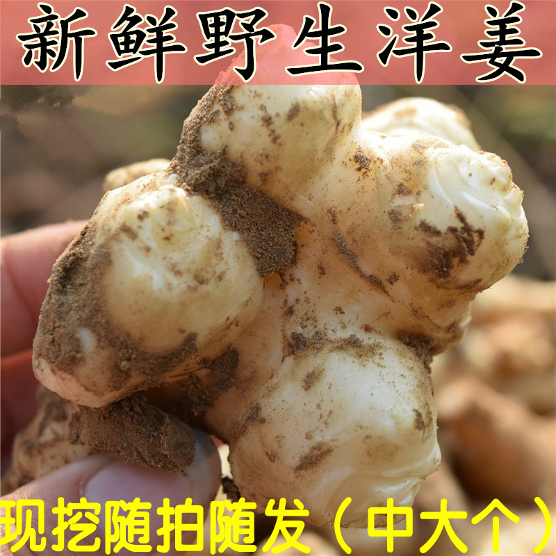 新鲜洋姜1-10斤野鬼子姜不辣农家蔬菜酱菜腌菜泡菜甜阳姜菊芋包邮 - 图0