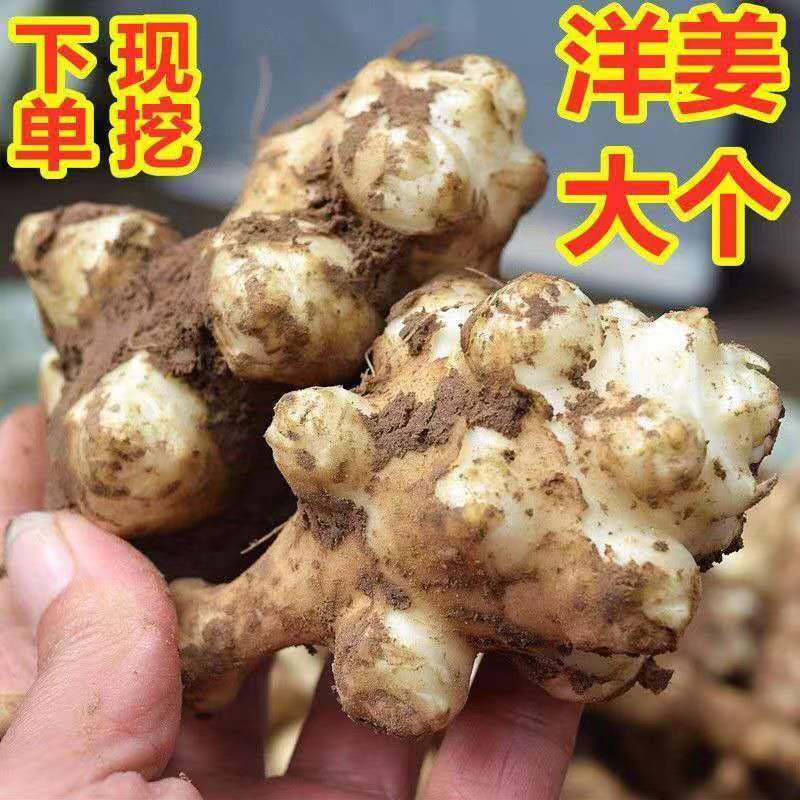 当季现新鲜 洋姜 鬼子姜 姜不辣 甜阳菊芋姜农家蔬菜腌菜酱菜泡菜 - 图0