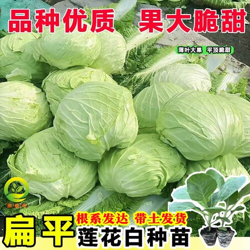 蔬菜苗大全秧苗带土带根发货平包菜秧苗四川莲花白西兰花菜苔幼苗 - 图2