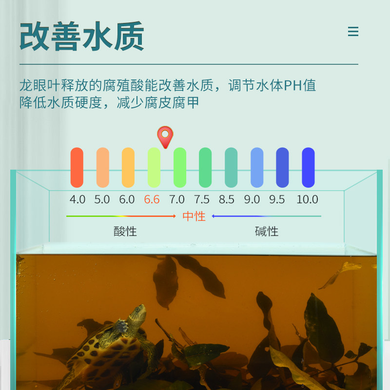 yee乌龟鱼缸养龟龙眼叶懒人叶降酸斗鱼缸ph值调节龟缸躲避免煮,淘宝优惠券,粉丝福利购,淘宝优惠卷