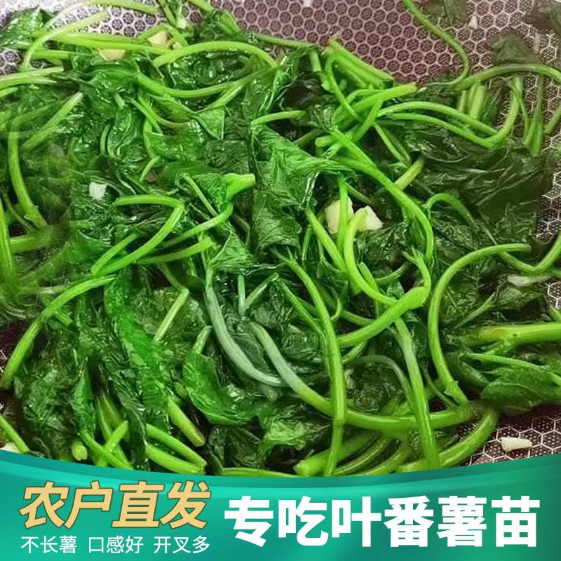 食叶型红薯叶苗广西专吃叶子的地瓜叶食用番薯叶红苕苗秧种植蔬菜 - 图3