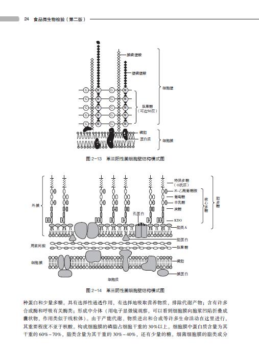 教材.食品微生物检验第二版中国轻工业十三五规划教材曾峰刘斌主编本科食品食品工业食品食品科学与工程类教学层次本科2021年首印2-图3