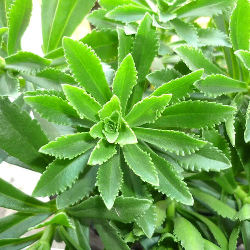 高钙养心菜种子种籽苗救心菜孑特色蔬菜四季青菜秧苗盆栽阳台菜苗 - 图3